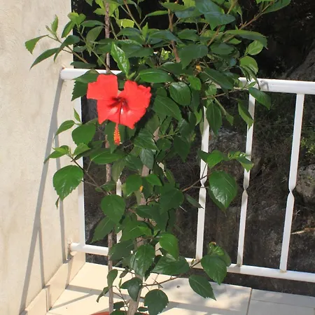 Double Lucica 990a Affittacamere Lastovo